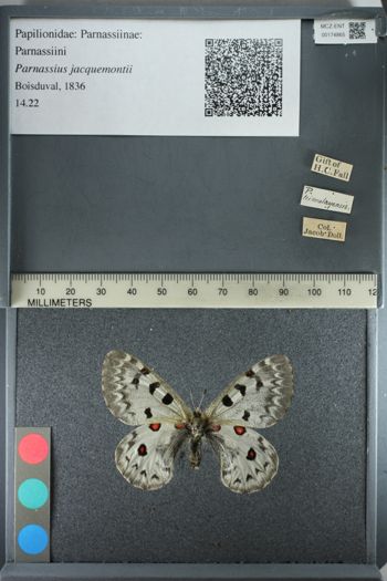 Media type: image;   Entomology 174865